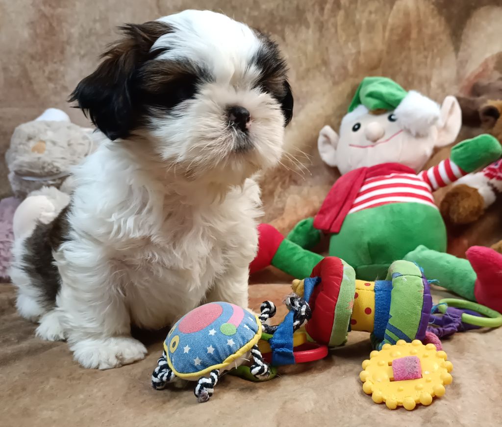 Des Merveilles Du Mas - Chiot disponible  - Shih Tzu