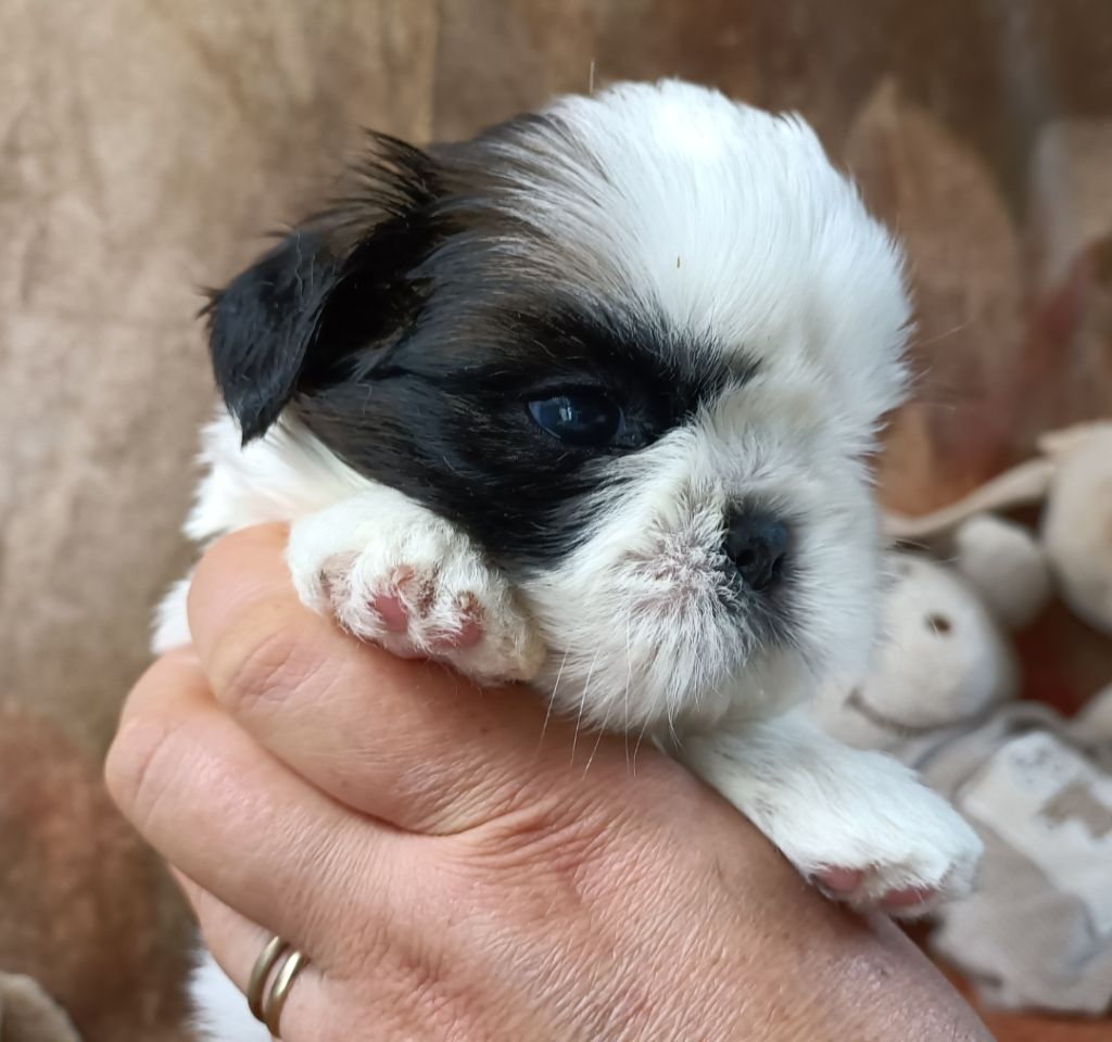 Des Merveilles Du Mas - Chiot disponible  - Shih Tzu