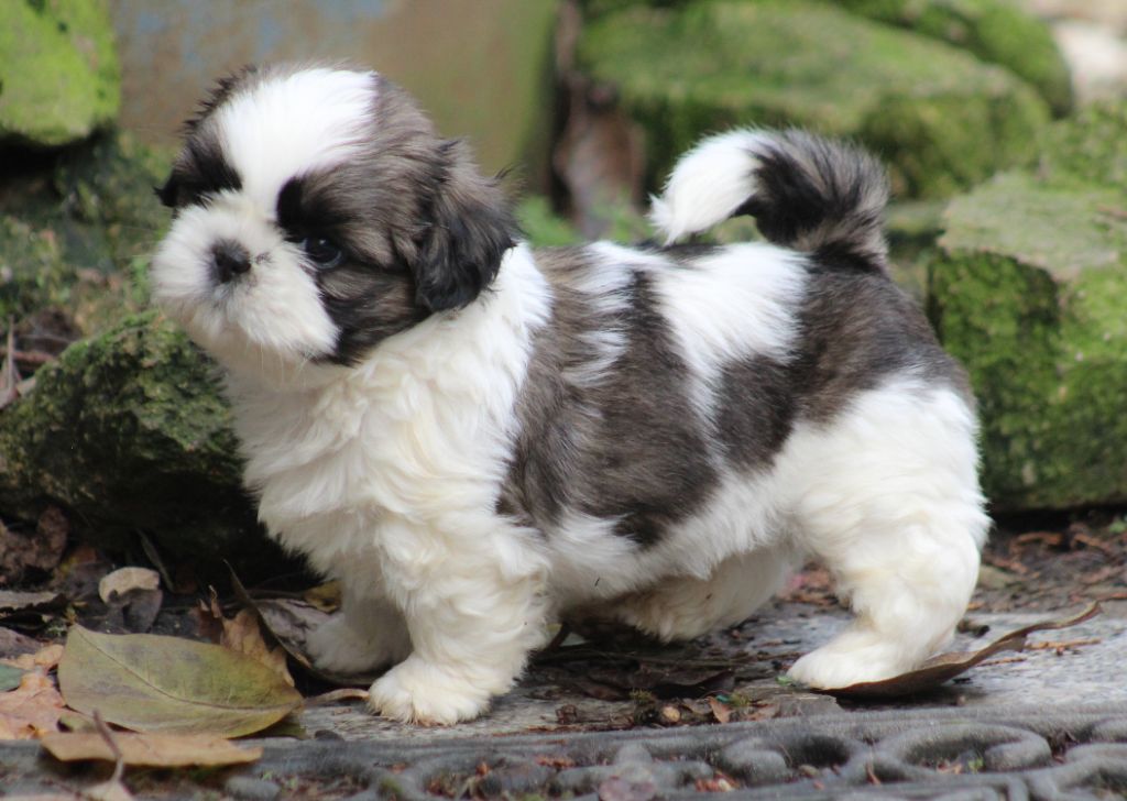 Des Merveilles Du Mas - Chiot disponible  - Shih Tzu