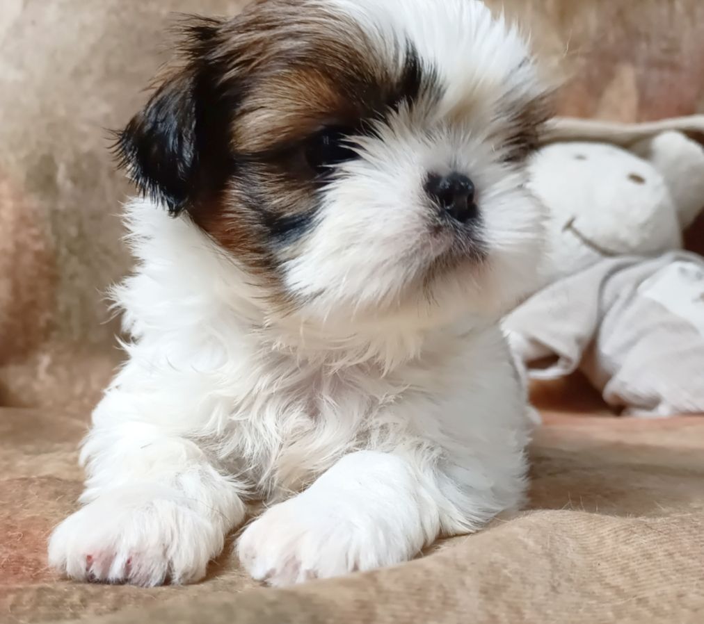 Des Merveilles Du Mas - Chiot disponible  - Shih Tzu