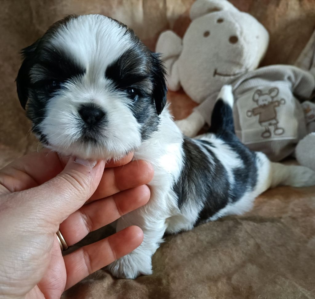 Des Merveilles Du Mas - Chiot disponible  - Shih Tzu