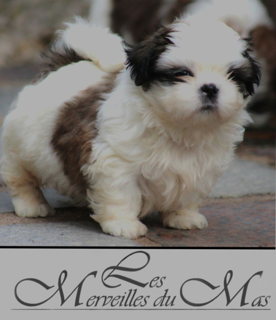 Des Merveilles Du Mas - Chiot disponible  - Shih Tzu