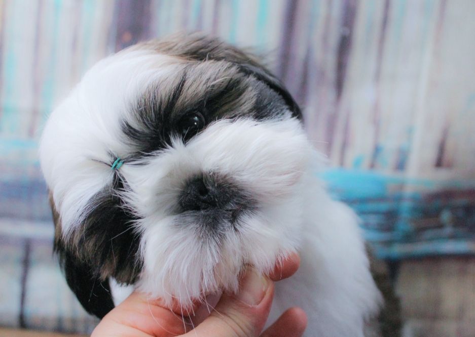 Des Merveilles Du Mas - Chiot disponible  - Shih Tzu