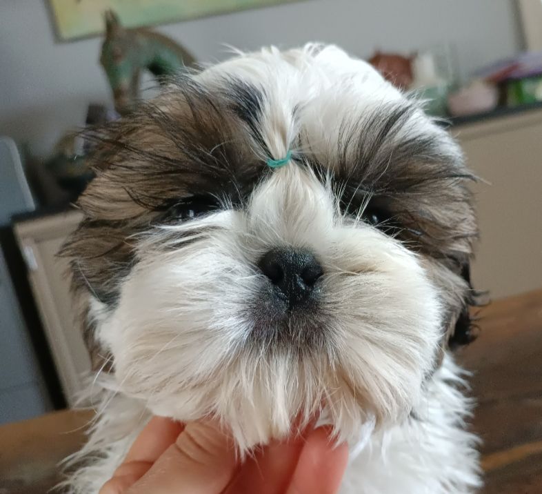 Des Merveilles Du Mas - Chiot disponible  - Shih Tzu