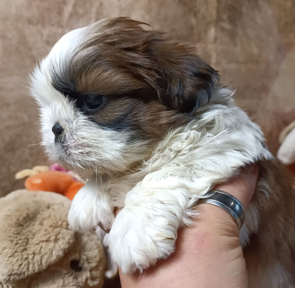 Des Merveilles Du Mas - Chiot disponible  - Shih Tzu