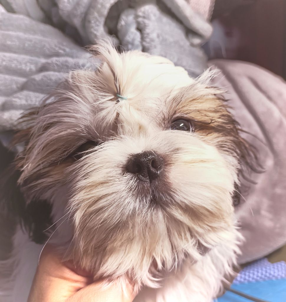 Des Merveilles Du Mas - Chiot disponible  - Shih Tzu