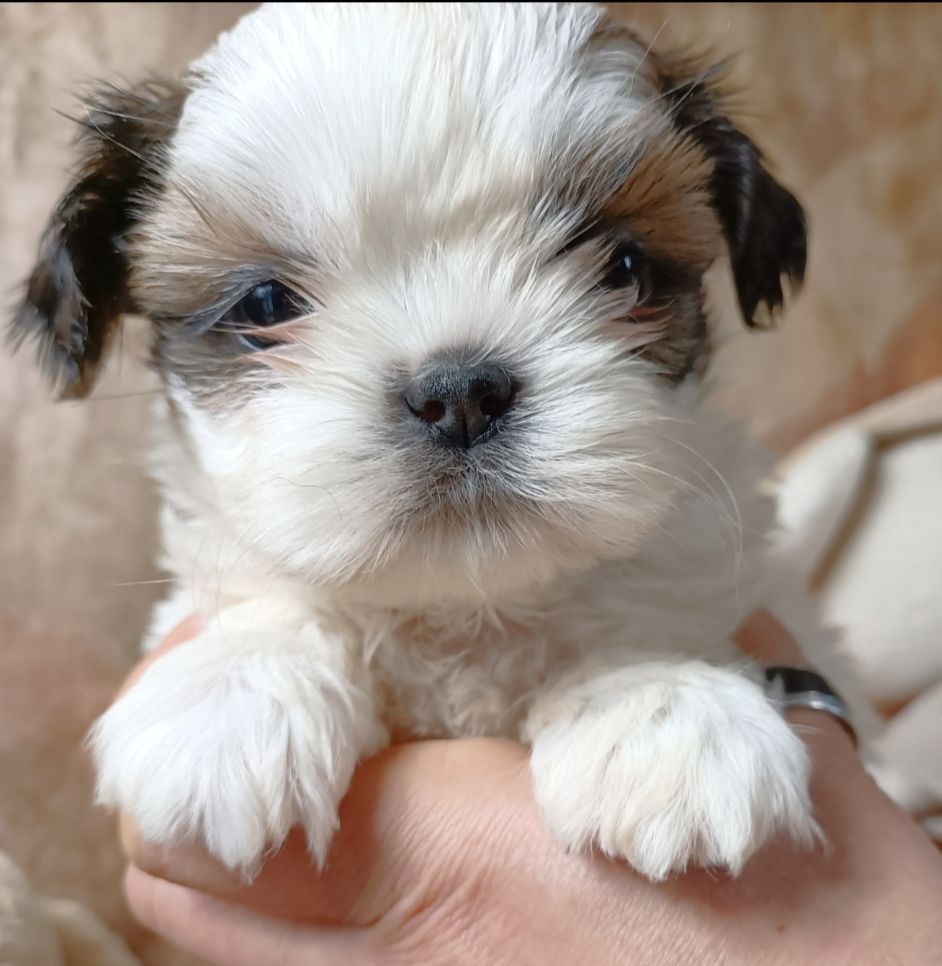 Des Merveilles Du Mas - Chiot disponible  - Shih Tzu