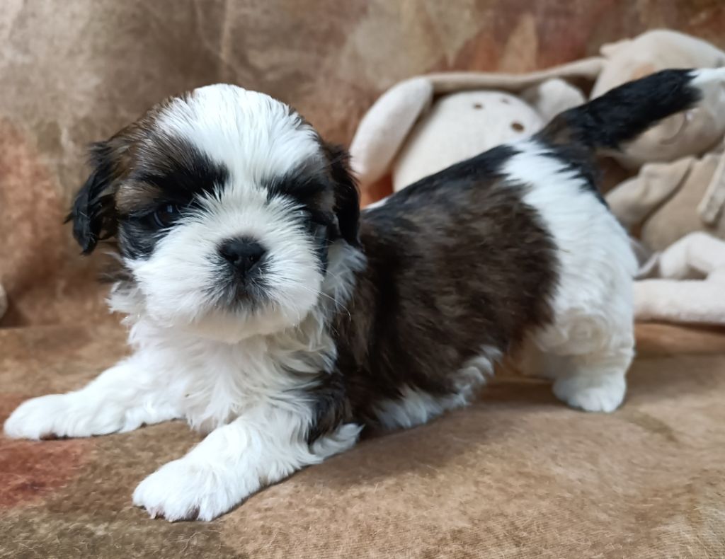 Des Merveilles Du Mas - Chiot disponible  - Shih Tzu