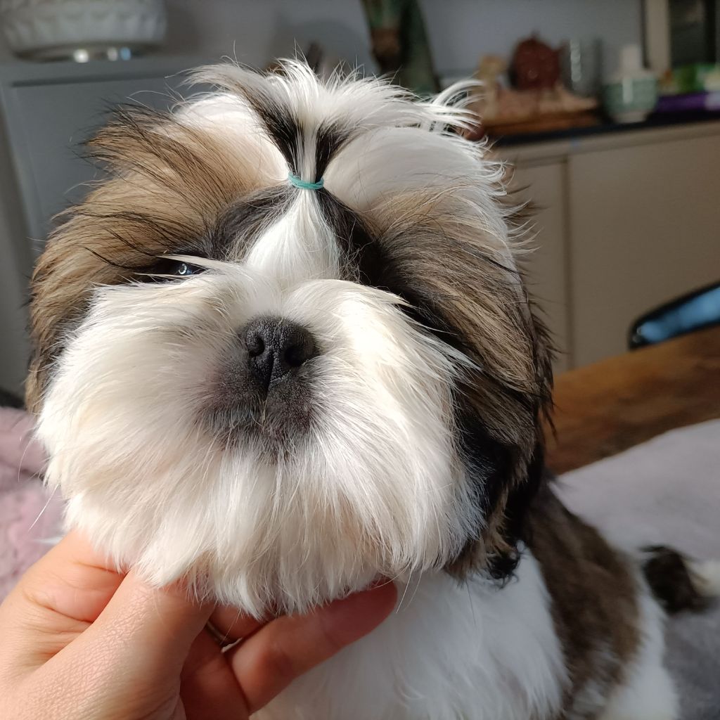 Des Merveilles Du Mas - Chiot disponible  - Shih Tzu