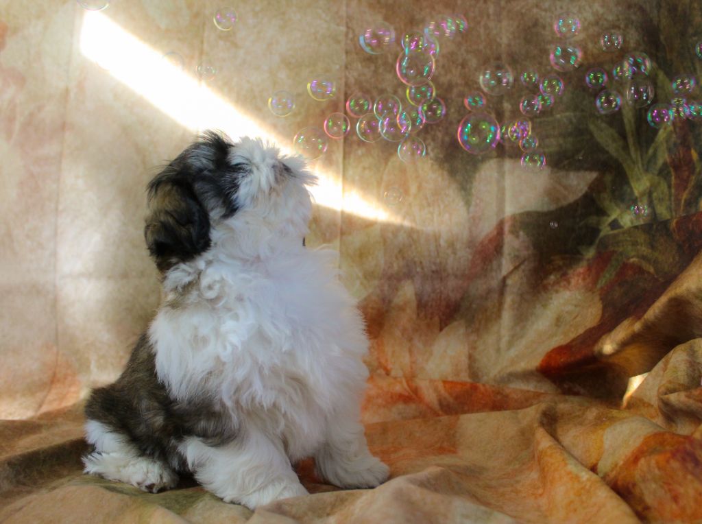 chiot Shih Tzu Des Merveilles Du Mas