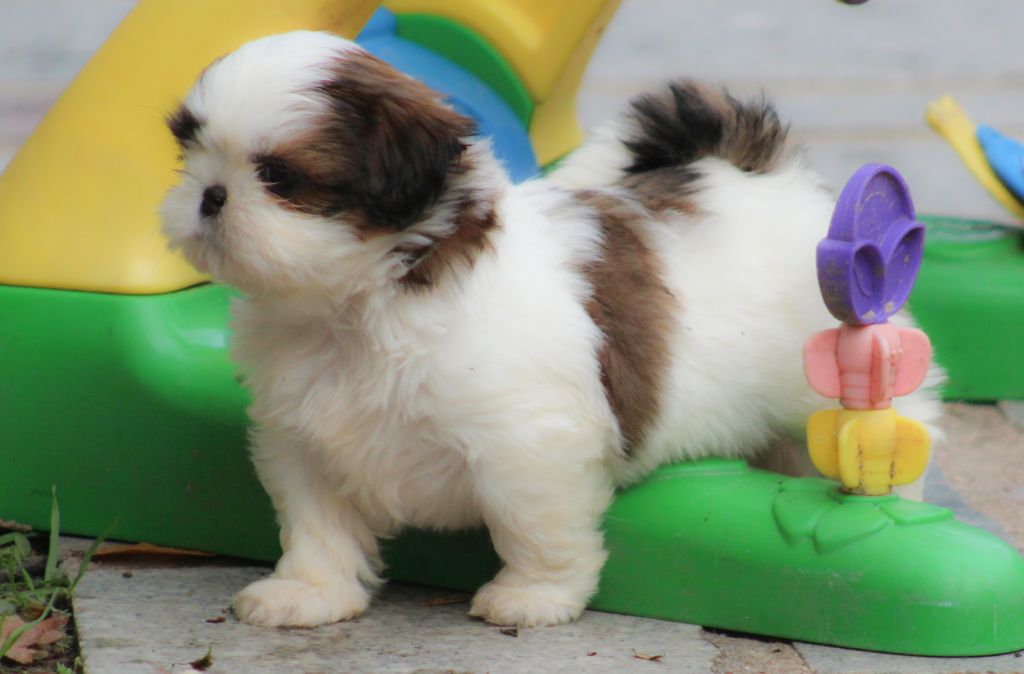 Des Merveilles Du Mas - Chiot disponible  - Shih Tzu