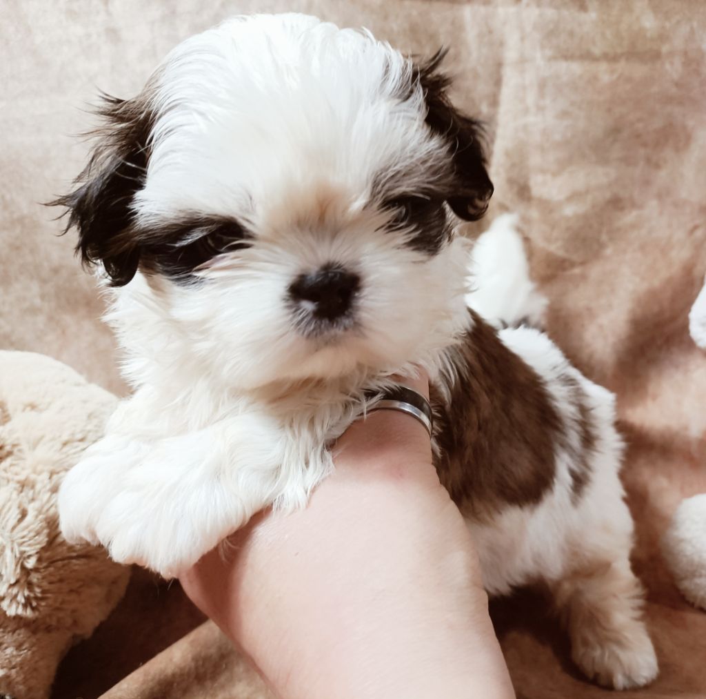 Des Merveilles Du Mas - Chiot disponible  - Shih Tzu