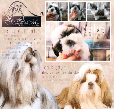 Des Merveilles Du Mas - Shih Tzu - Portée née le 16/10/2024