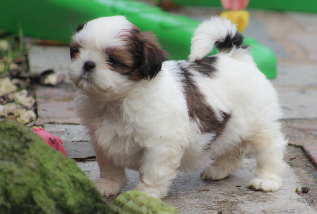 Des Merveilles Du Mas - Chiot disponible  - Shih Tzu