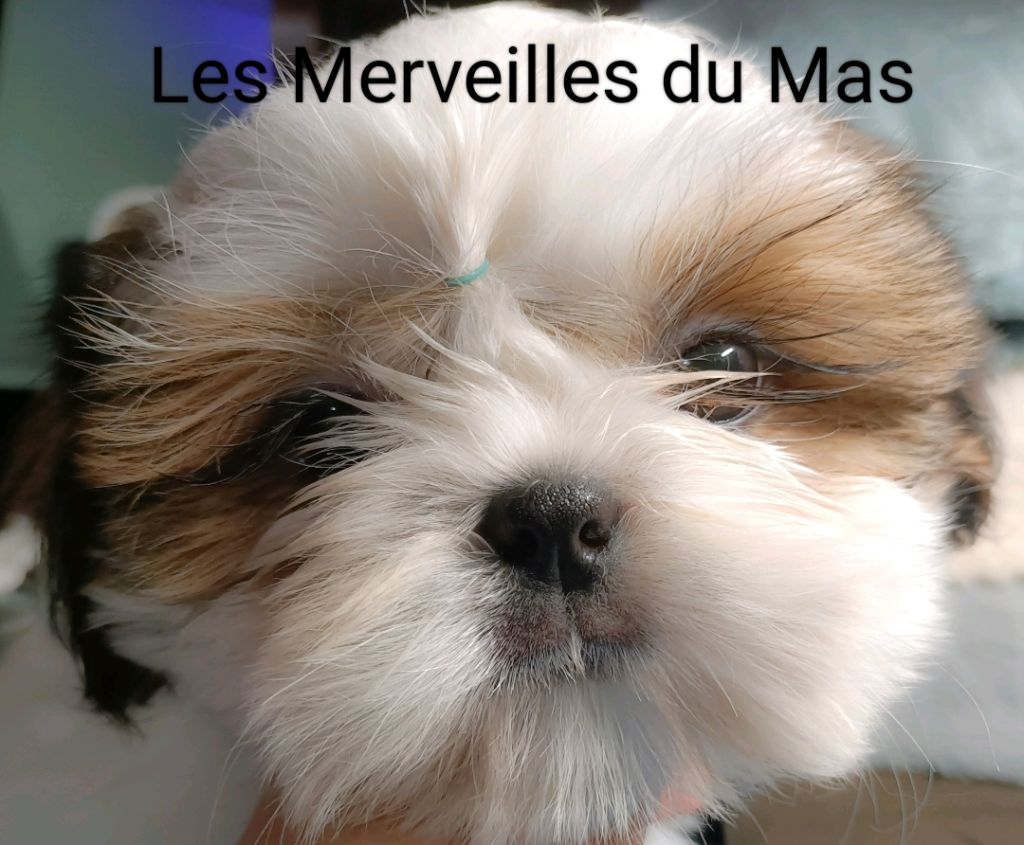 Des Merveilles Du Mas - Chiot disponible  - Shih Tzu