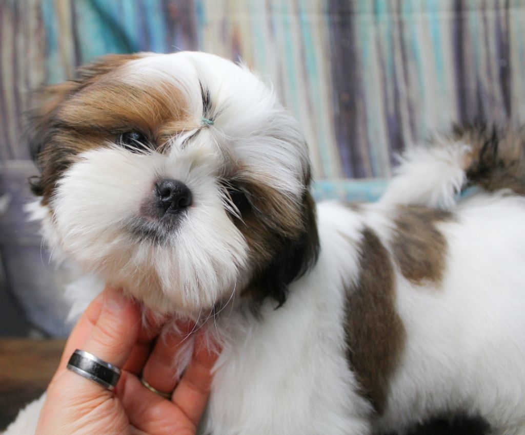 chiot Shih Tzu Des Merveilles Du Mas