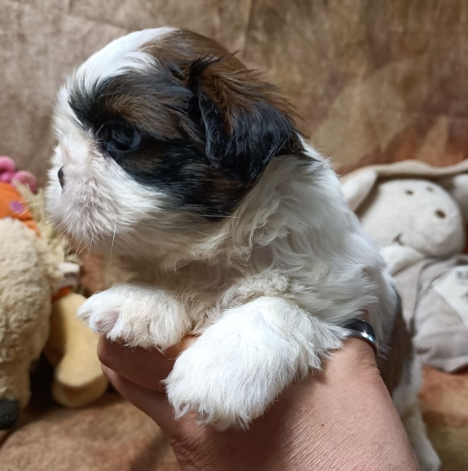 Des Merveilles Du Mas - Chiot disponible  - Shih Tzu