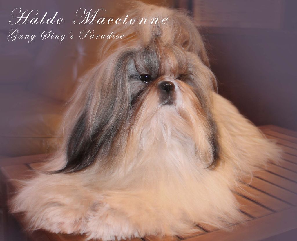Haldo maccionne Gang Sing's Paradise