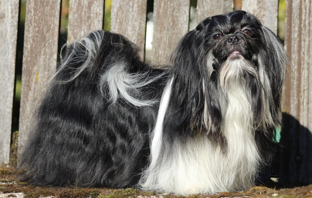 V'king ragnar Of Legendary Tibetan
