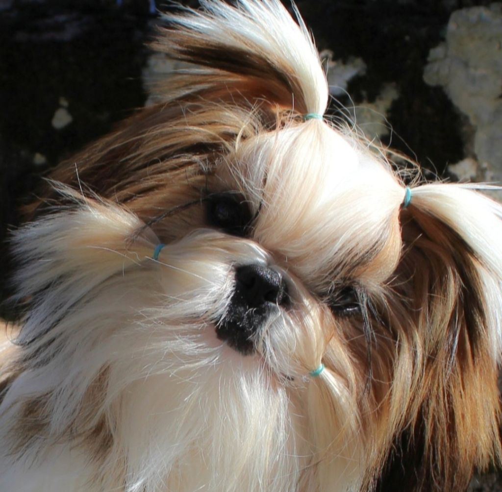 Am stram gram Land Of Pandora