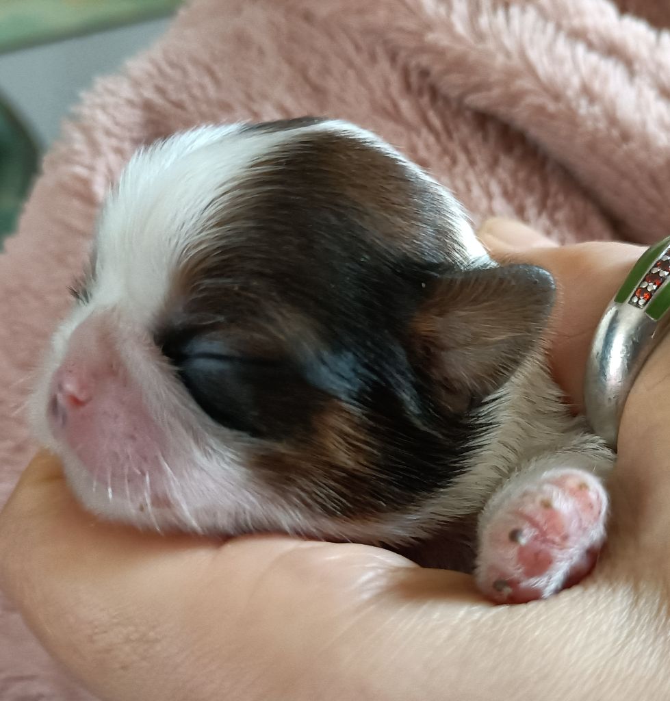 Des Merveilles Du Mas - Chiots disponibles - Shih Tzu