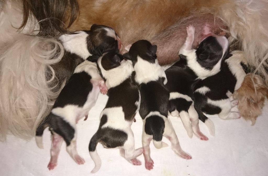 Chiot Shih Tzu Des Merveilles Du Mas