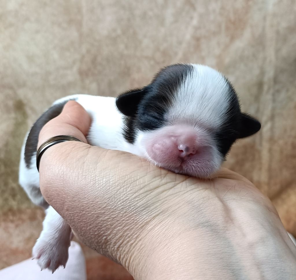 Chiot Shih Tzu Des Merveilles Du Mas