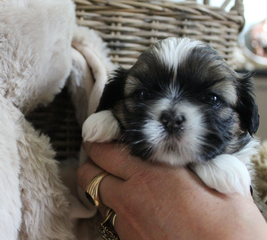 Des Merveilles Du Mas - Chiots disponibles - Shih Tzu