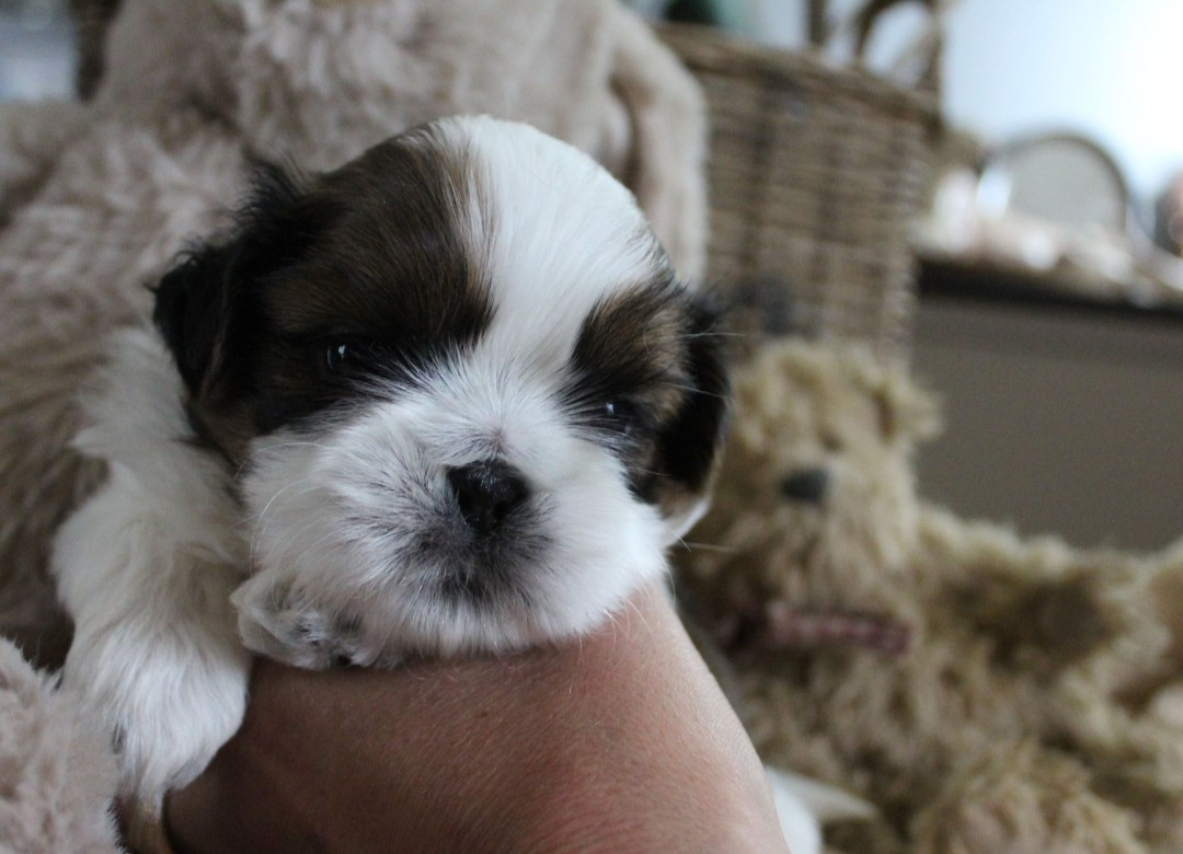 Des Merveilles Du Mas - Chiots disponibles - Shih Tzu
