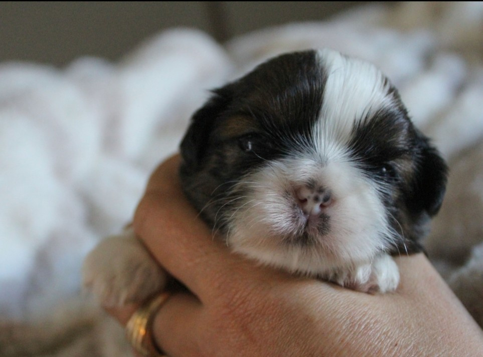 Des Merveilles Du Mas - Chiots disponibles - Shih Tzu