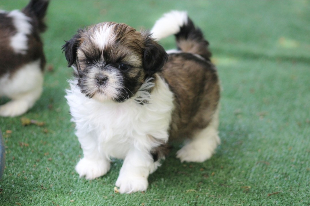 Des Merveilles Du Mas - Chiots disponibles - Shih Tzu