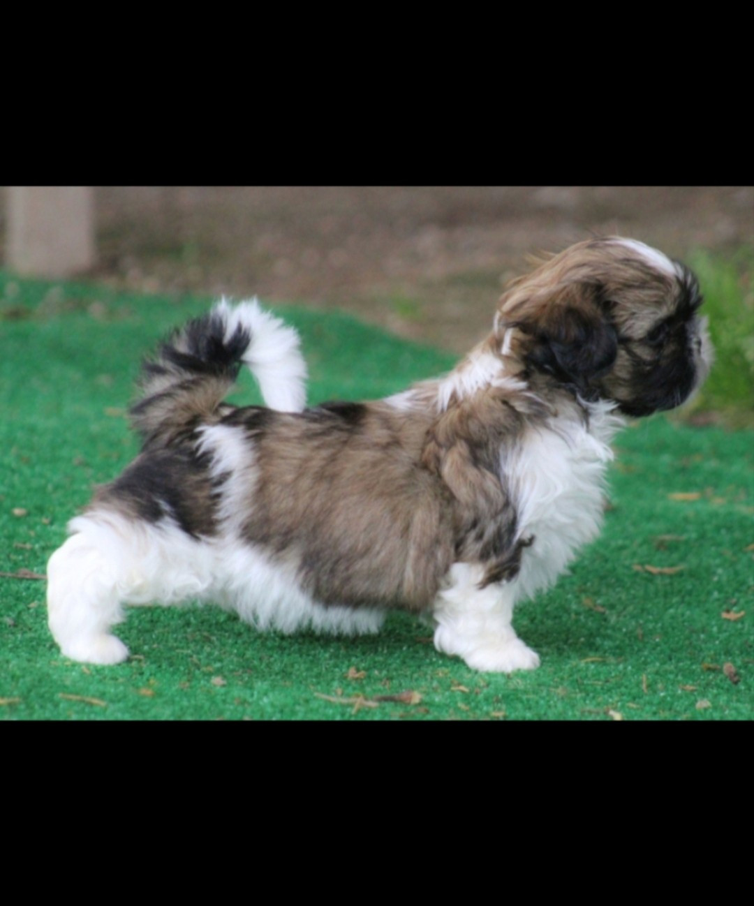 Des Merveilles Du Mas - Chiots disponibles - Shih Tzu