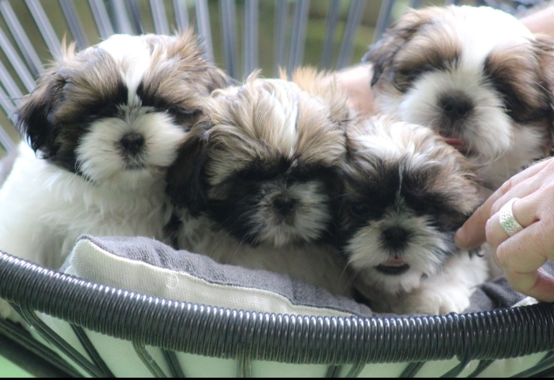 Des Merveilles Du Mas - Shih Tzu - Portée née le 08/04/2026