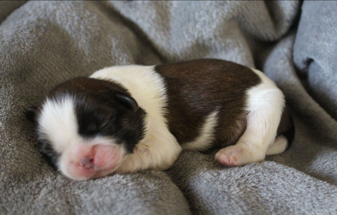 Des Merveilles Du Mas - Chiots disponibles - Shih Tzu