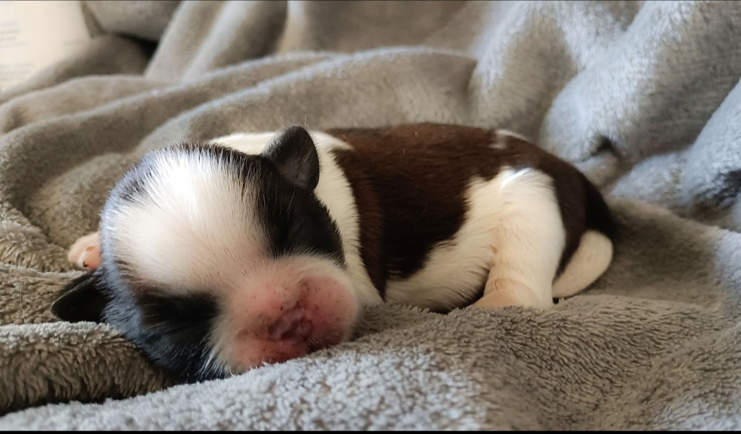 Des Merveilles Du Mas - Chiots disponibles - Shih Tzu
