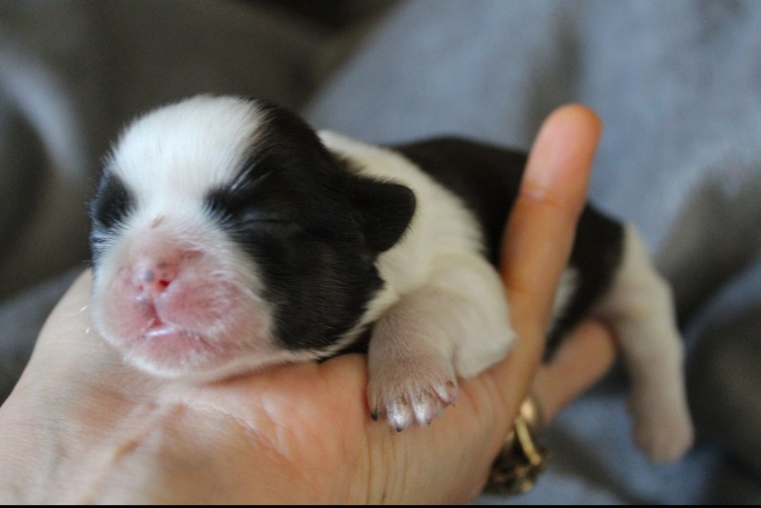 Des Merveilles Du Mas - Chiots disponibles - Shih Tzu