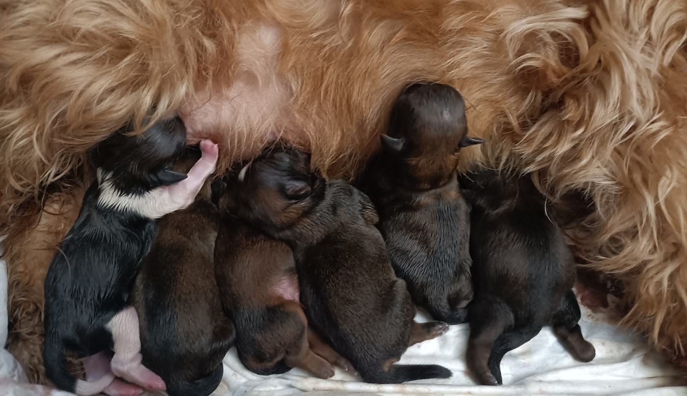 Chiot Shih Tzu Des Merveilles Du Mas