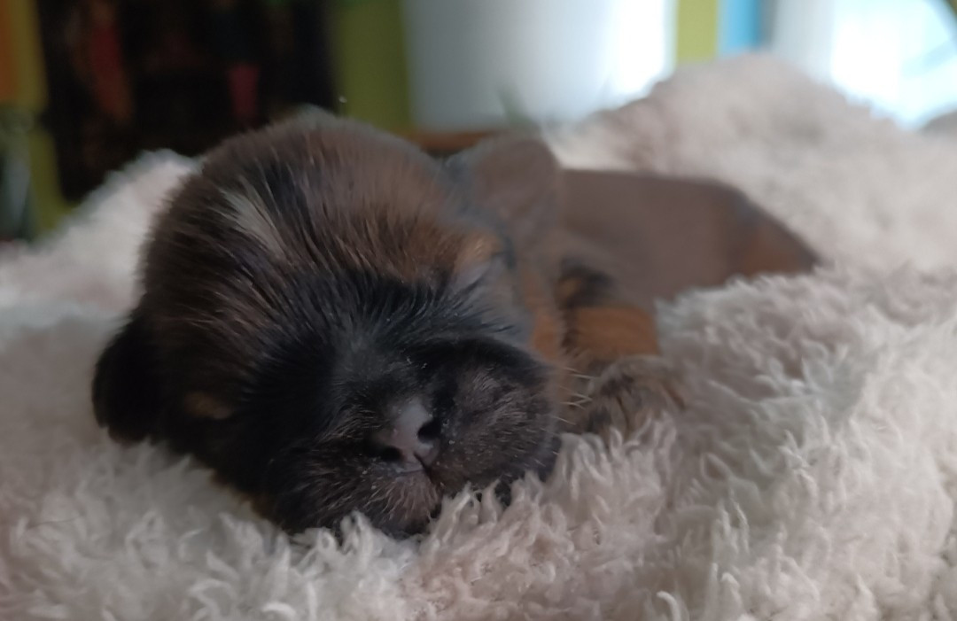 Des Merveilles Du Mas - Chiots disponibles - Shih Tzu