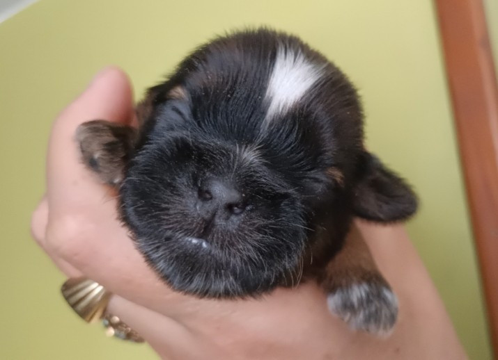 Des Merveilles Du Mas - Chiots disponibles - Shih Tzu