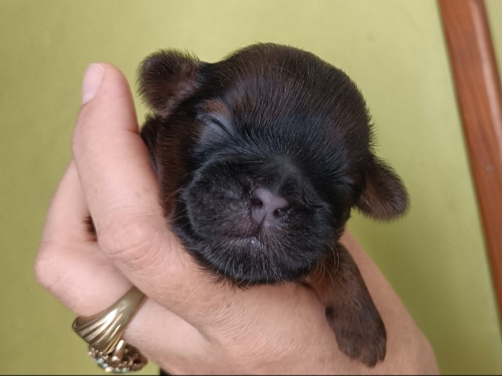 Des Merveilles Du Mas - Chiots disponibles - Shih Tzu