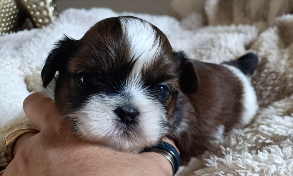 Des Merveilles Du Mas - Chiots disponibles - Shih Tzu