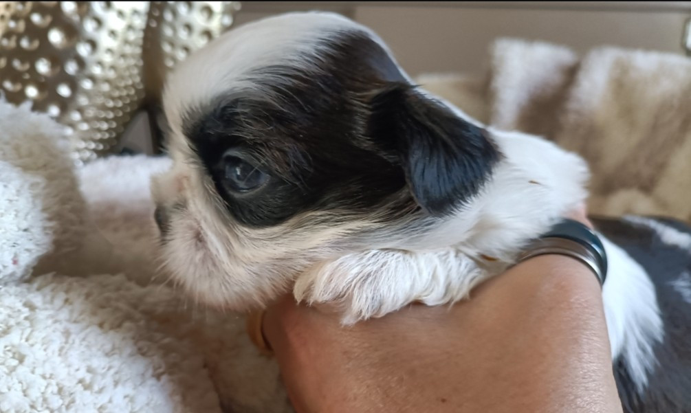 Des Merveilles Du Mas - Chiots disponibles - Shih Tzu