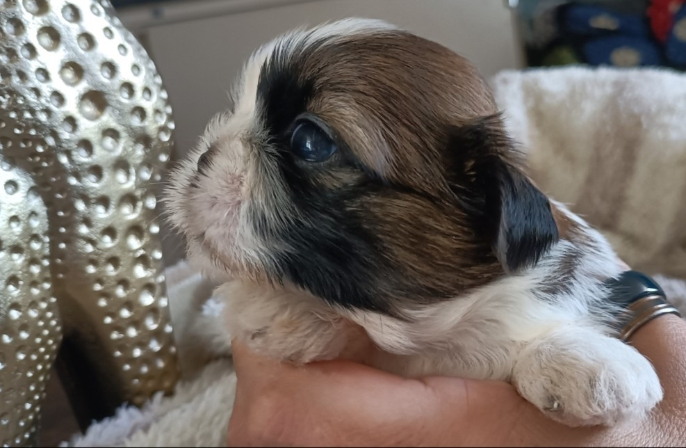 Des Merveilles Du Mas - Chiots disponibles - Shih Tzu