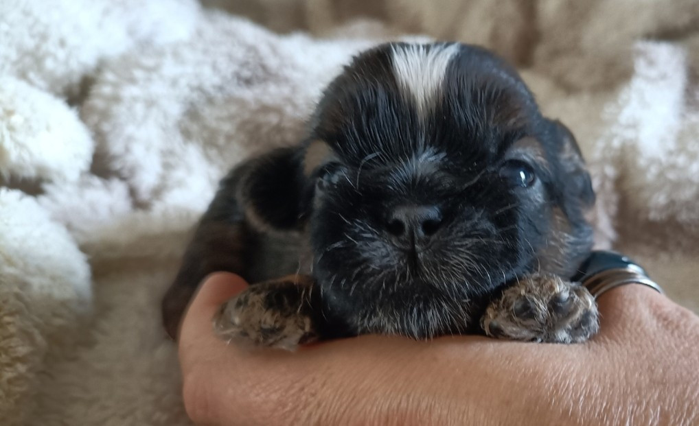 Des Merveilles Du Mas - Chiots disponibles - Shih Tzu