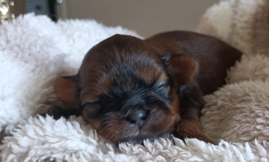 Des Merveilles Du Mas - Chiots disponibles - Shih Tzu