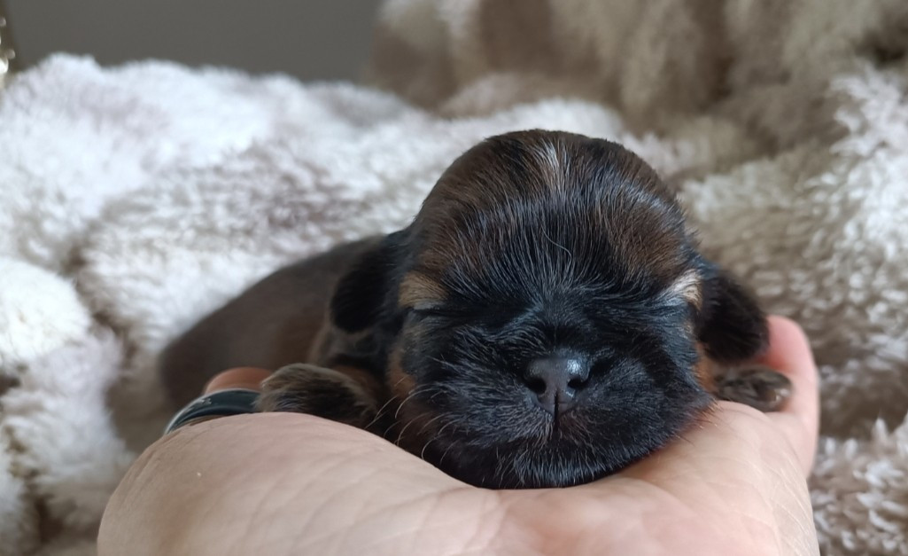 Des Merveilles Du Mas - Chiots disponibles - Shih Tzu