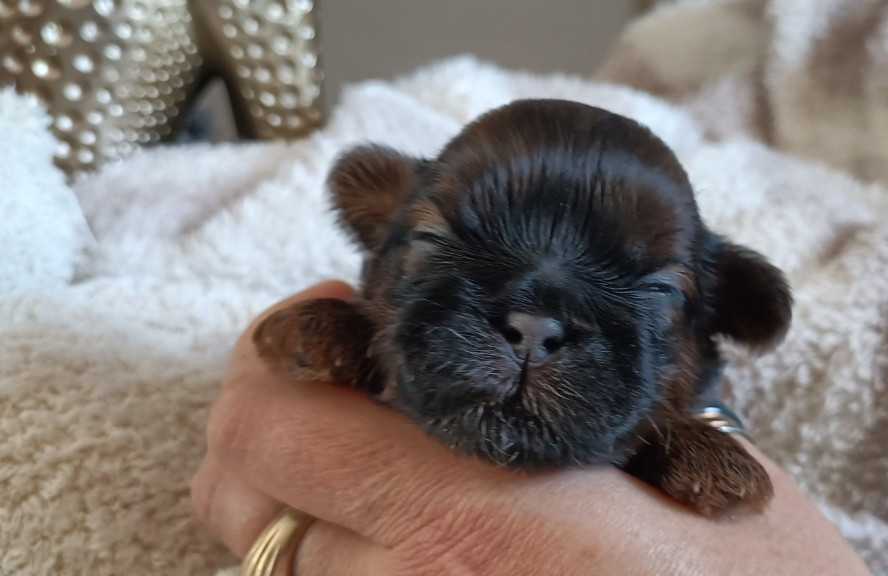 Des Merveilles Du Mas - Chiots disponibles - Shih Tzu
