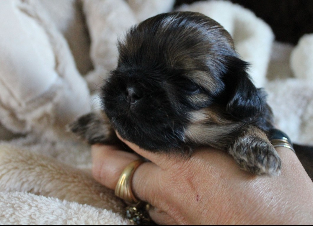 Des Merveilles Du Mas - Chiots disponibles - Shih Tzu