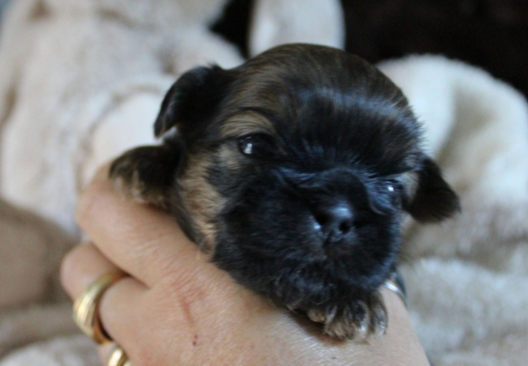 Des Merveilles Du Mas - Chiots disponibles - Shih Tzu