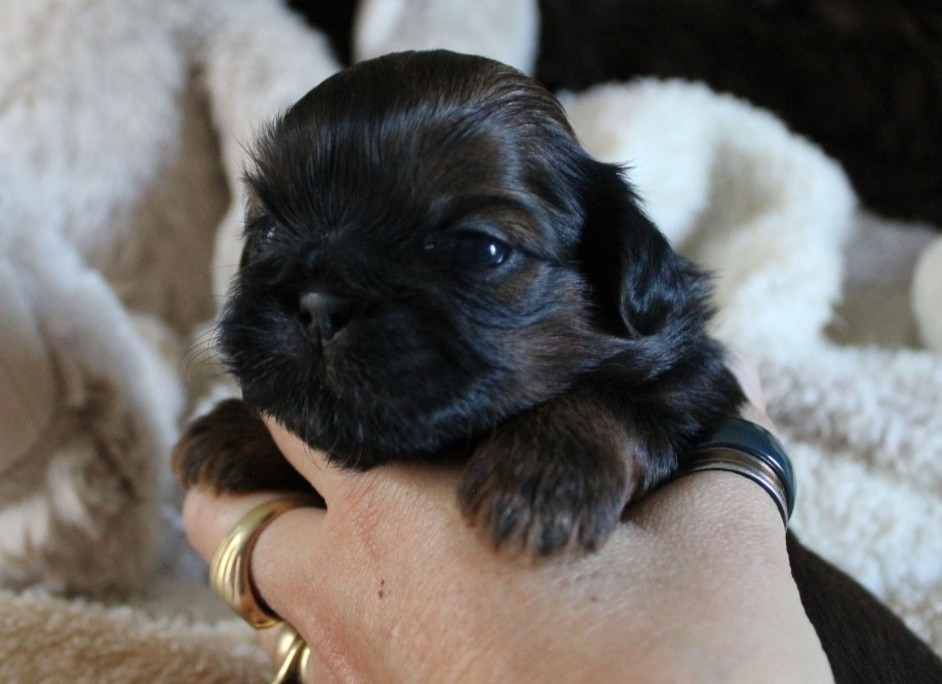 Des Merveilles Du Mas - Chiots disponibles - Shih Tzu